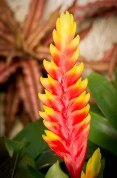 Vriesea splendens flower Stock Photos