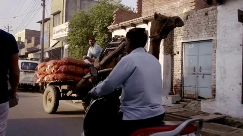 VRINDAVAN, India - October 10, 2017: The driver of the cart pulled by a camel fo Stock Footage 84516336