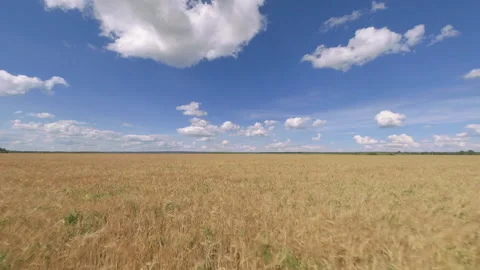 Vse Video stock 208420325