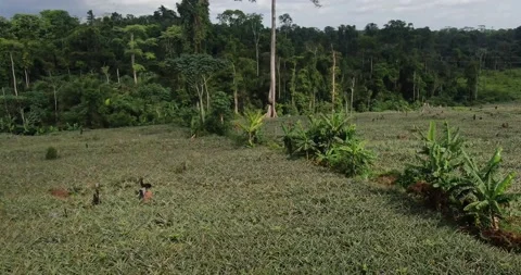 Vu Aérienne de la Forêt Tropicale Africaine Stock Footage 168679065