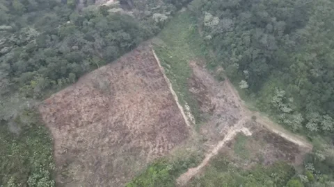 Vuelo 360 en drone 4k sobre bosque el castillo Stock Footage 169488385