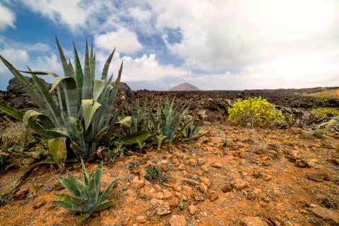Vulcanic timanfaya Stock Photos