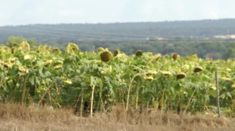 Vulci 4 Stockbeeldmateriaal 22554398