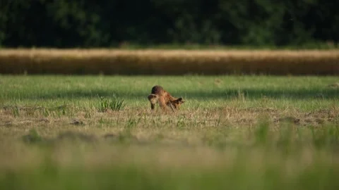 Vulpes vulpes aka The red fox is hunting and eating rodents on the field. Video stock 311943761