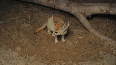 Vulpes zerda looks in different directions Stock Footage 297862286