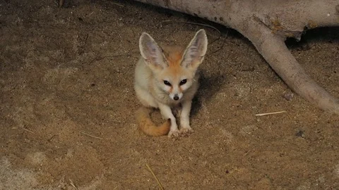 Vulpes zerda looks in different directions Stock Footage 297862792