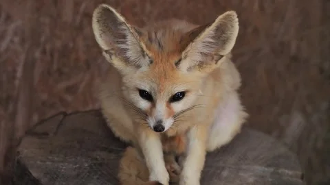 Vulpes zerda looks in different directions Stock Footage 297863818