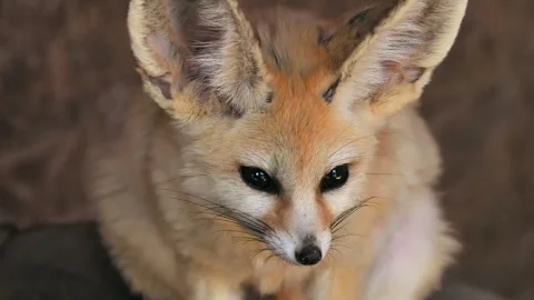 Vulpes zerda looks in different directions Stock Footage 297864437