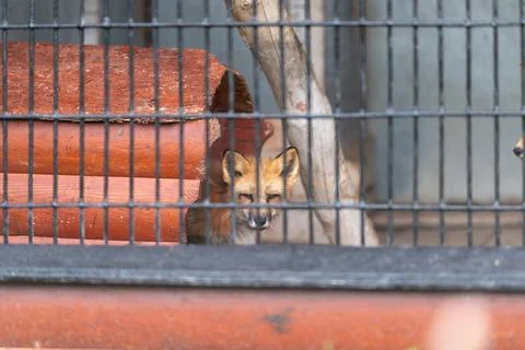 Vulpine kit behind mesh grid, alert posture facing camera, concrete floor, me Stock Photos
