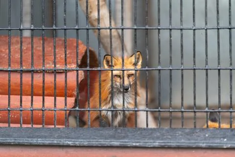 Vulpine kit behind mesh grid, alert posture facing camera, concrete floor, me Stock Photos