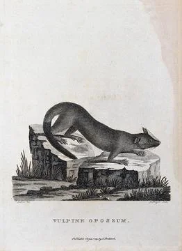 A vulpine opossum sitting on the stump of a tree. Etching by P. Mazell afte.. Stock Illustration