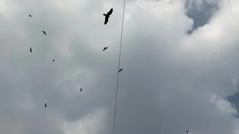 Vulture are flying Video stock 295436973