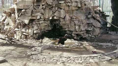 A vulture in an aviary drinks water from... | Stock Video | Pond5