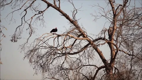 Vulture in barren tree 库存影片 72729657