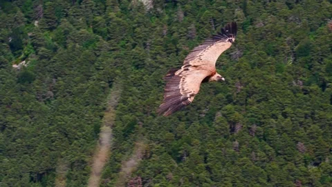 Vulture bird in flight over Gorges du Verdon, France Stock Footage 156572654