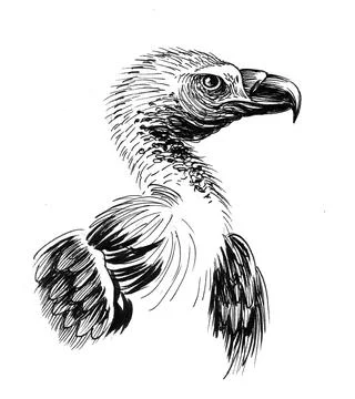 Vulture bird Stock Illustration