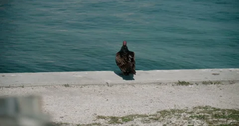 Vulture Bird by Ocean looking on Stock Footage 170842807