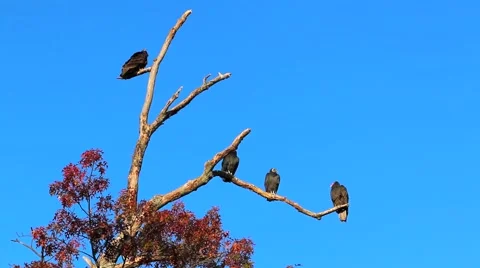 Vulture Birds Stock Footage 60046807