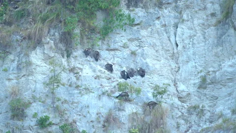 A vulture birds Vidéo 208633072