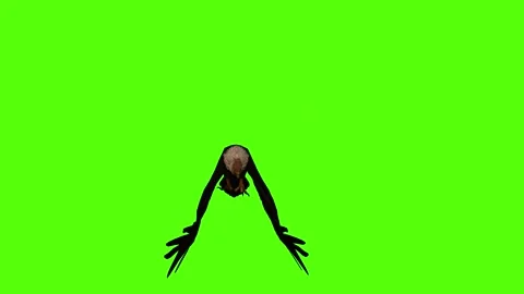 Vulture Bite Attack Green Screen Animation 4K Rendering Stock Footage 295557085