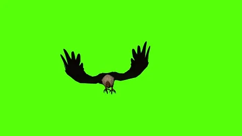 Vulture Bite Green Screen Animation 4K Rendering Stock Footage 295557002