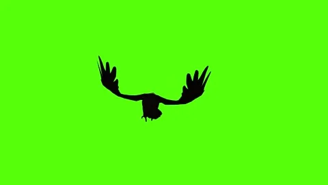Vulture Bite Green Screen Animation 4K Rendering Stock Footage 295557006