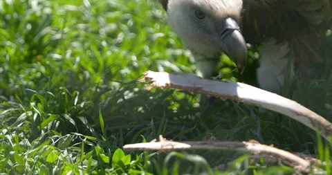 Vulture bites carrion Stock Footage 89300356