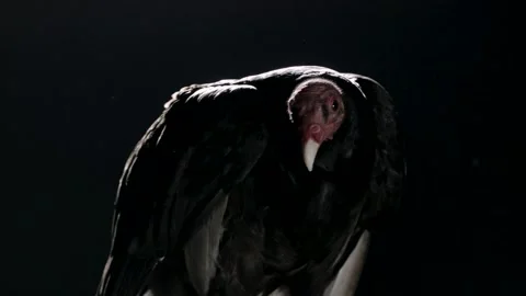 Vulture on a black backdrop that moves the head and looks around Stock Footage 134248281