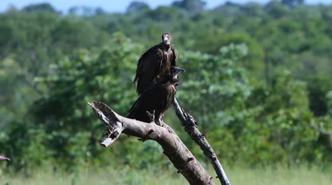 Vulture on Branch Stock Footage 41641966