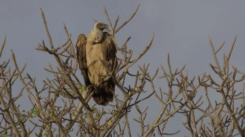Vulture on Branch - Tilt Stock Footage 55657102