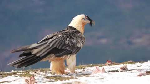 VULTURE BREAKING BONES WALKING IN THE SNOW Stock Footage 297955985