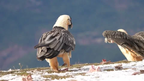 Vulture breaking bones walking through the snow looking for food Stock Footage 301773152
