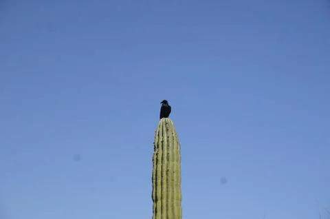Vulture On Cactus Stock-Fotos