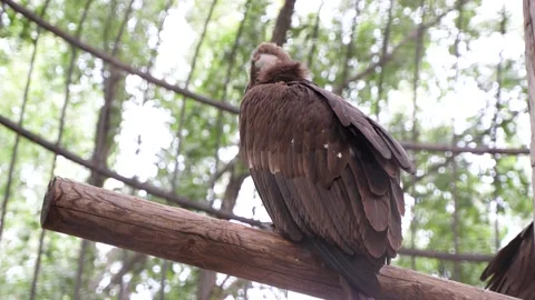 Vulture in cage Stock Footage 195579245