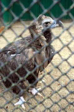Vulture in the cage Stock Photos