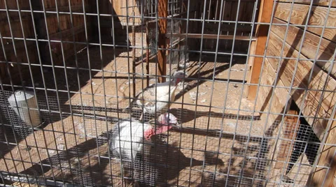 Vulture Caged Stock Footage 30369257