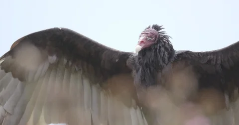 Vulture caws with wings spread Video stock 93660870