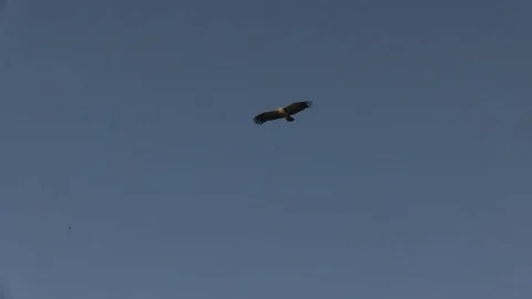 Vulture circling over kill Video stock 84673612