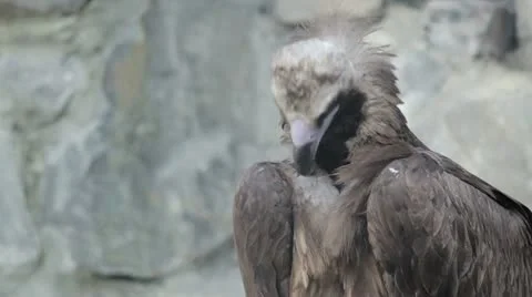 Vulture cleans itself Stock Footage 11233621