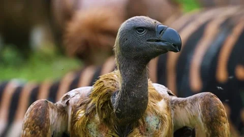 Vulture Close Up Portrait Stock Footage 323142259