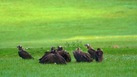  Vulture Close Up Portrait Stock Footage 323143360