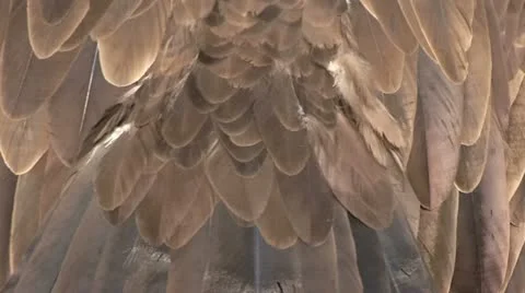 Vulture coat Stock-Footage 21221255