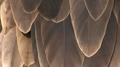 Vulture coat Stock Footage 21221497