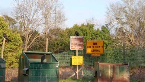 Vulture on a dumpster at a waste dump county location Stock Footage 147309033