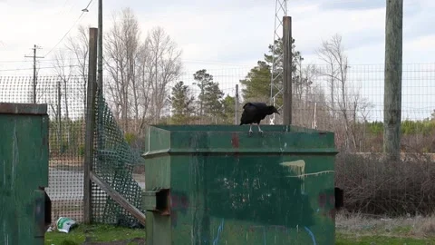 Vulture on a dumpster at a waste dump county location 2 Stock Footage 147310418