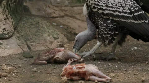 Vulture Eating Cadaver Stock Footage 49049217
