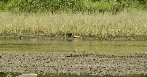 A Vulture eating a dead fish 動画素材 280143816