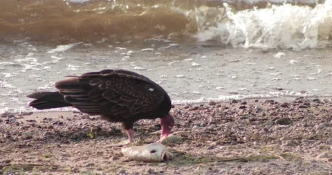 Vulture Eating Fish Video stock 197565795