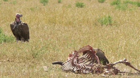 Vulture Eating Stock Footage 130090654