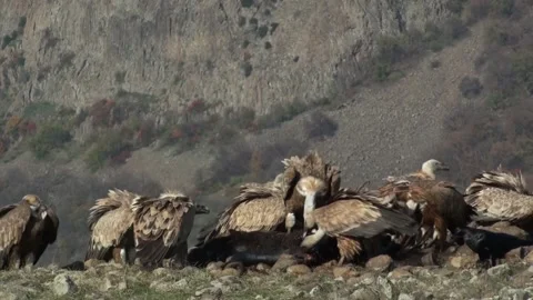 Vulture eats carrion 01 Stock Footage 163190582